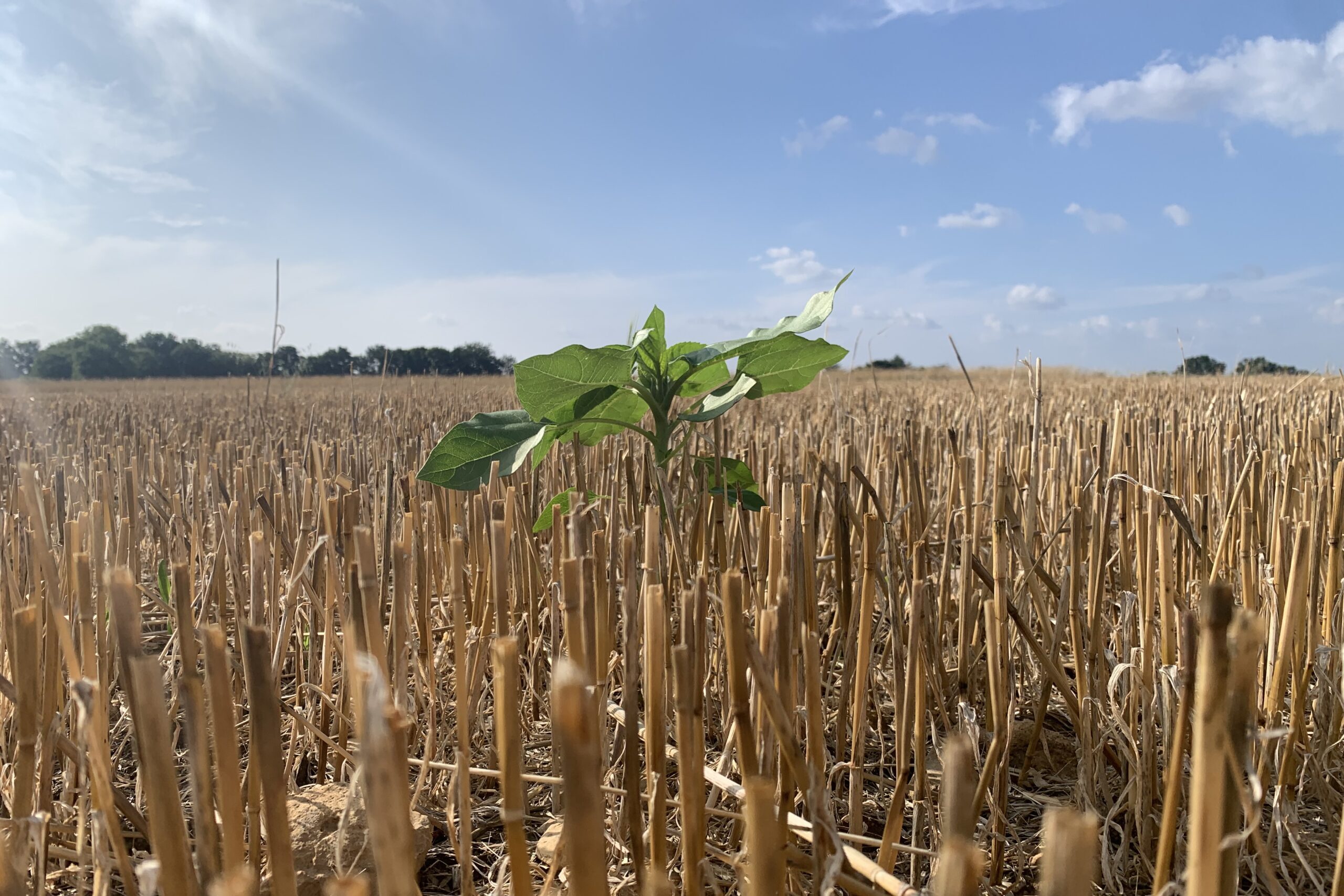 Tournesol au milieu d'un champ de blé